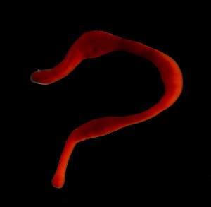  ( - GLTZ-0262)  @11 [ ] copyright (2024) Svetlana Maslakova University of Oregon