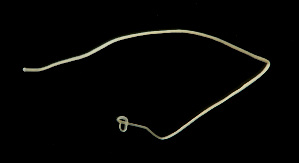  (Siphonenteron sp. SMOM059 - GLTZ-2473)  @11 [ ] copyright (2024) Svetlana Maslakova University of Oregon