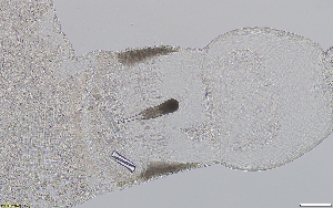  (Tetrastemma sp. SMGM008 - GLTZ-0264)  @11 [ ] copyright (2024) Svetlana Maslakova University of Oregon
