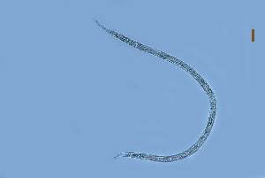  (Symplocostoma tenuicolle - CENPAT NEM CP Cm 00114)  @11 [ ] Copyright (2012) MACN Museo Argentino de Ciencias Naturales "Bernardino Rivadavia"