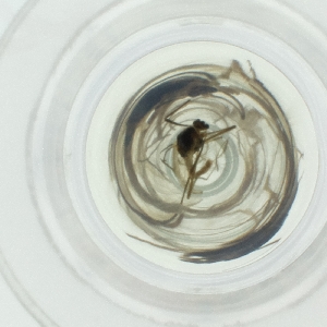  ( - NENM_041_D4)  @11 [ ] by  Genome Research Ltd as Wellcome Sanger Institute Genome Research Limited operating as Wellcome Sanger Institute