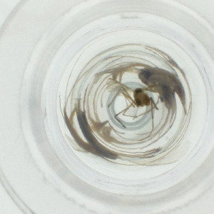  ( - NENM_041_E3)  @11 [ ] by  Genome Research Ltd as Wellcome Sanger Institute Genome Research Limited operating as Wellcome Sanger Institute