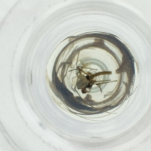  ( - NENM_041_F2)  @11 [ ] by  Genome Research Ltd as Wellcome Sanger Institute Genome Research Limited operating as Wellcome Sanger Institute