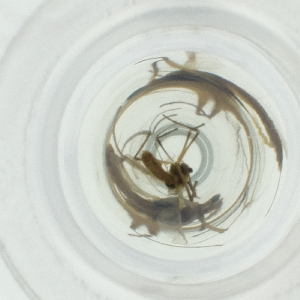  ( - NENM_041_H2)  @11 [ ] by  Genome Research Ltd as Wellcome Sanger Institute Genome Research Limited operating as Wellcome Sanger Institute