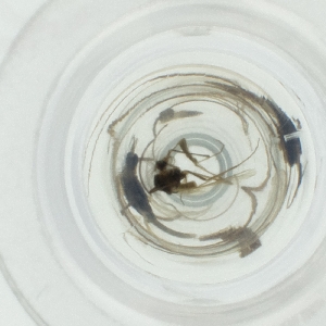  ( - NENM_041_H3)  @11 [ ] by  Genome Research Ltd as Wellcome Sanger Institute Genome Research Limited operating as Wellcome Sanger Institute