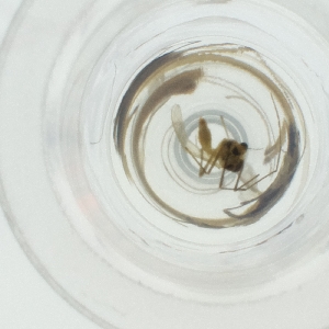  ( - NENM_043_C10)  @11 [ ] by  Genome Research Ltd as Wellcome Sanger Institute Genome Research Limited operating as Wellcome Sanger Institute