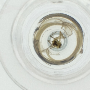  ( - NENM_043_C7)  @11 [ ] by  Genome Research Ltd as Wellcome Sanger Institute Genome Research Limited operating as Wellcome Sanger Institute