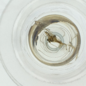  ( - NENM_043_F4)  @11 [ ] by  Genome Research Ltd as Wellcome Sanger Institute Genome Research Limited operating as Wellcome Sanger Institute