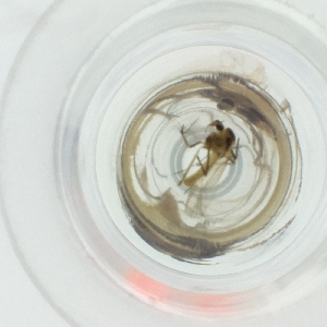  ( - NENM_044_G10)  @11 [ ] by  Genome Research Ltd as Wellcome Sanger Institute Genome Research Limited operating as Wellcome Sanger Institute