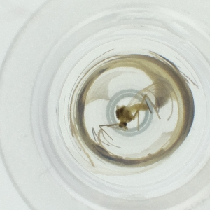  ( - NENM_044_H2)  @11 [ ] by  Genome Research Ltd as Wellcome Sanger Institute Genome Research Limited operating as Wellcome Sanger Institute