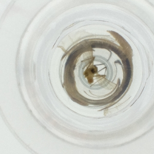  ( - NENM_045_D7)  @11 [ ] by  Genome Research Ltd as Wellcome Sanger Institute Genome Research Limited operating as Wellcome Sanger Institute