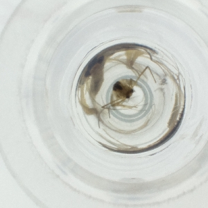  ( - NENM_047_D2)  @11 [ ] by  Genome Research Ltd as Wellcome Sanger Institute Genome Research Limited operating as Wellcome Sanger Institute