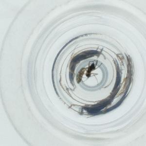  ( - NENM_056_G8)  @11 [ ] by  Genome Research Ltd as Wellcome Sanger Institute Genome Research Limited operating as Wellcome Sanger Institute