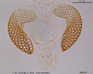  (Tanytarsus sp. 2TE - ES322)  @12 [ ] CreativeCommons - Attribution Non-Commercial Share-Alike (2015) NTNU University Museum, Department of Natural History NTNU University Museum, Department of Natural History