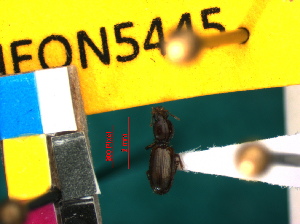  ( - NEONTcarabid5445)  @12 [ ] Copyright (2012) J. Everhart and J. Spencer National Ecological Observatory Network (NEON) http://www.neoninc.org/content/copyright
