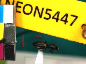  ( - NEONTcarabid5447)  @12 [ ] Copyright (2012) J. Everhart and J. Spencer National Ecological Observatory Network (NEON) http://www.neoninc.org/content/copyright