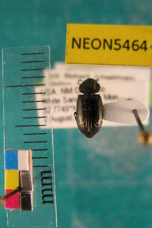  ( - NEONTcarabid5464)  @11 [ ] Copyright (2012) Barton, M National Ecological Observatory Network (NEON) http://www.neoninc.org/content/copyright