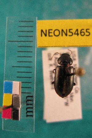 ( - NEONTcarabid5465)  @11 [ ] Copyright (2012) Barton, M National Ecological Observatory Network (NEON) http://www.neoninc.org/content/copyright