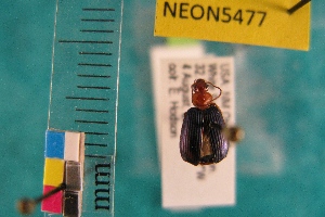  ( - NEONTcarabid5477)  @12 [ ] Copyright (2012) Barton, M National Ecological Observatory Network (NEON) http://www.neoninc.org/content/copyright
