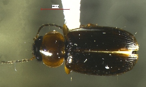  ( - NEONTcarabid1)  @12 [ ] Copyright (2010) Blevins, KK and Travers, PD National Ecological Observatory Network (NEON) http://www.neoninc.org/content/copyright