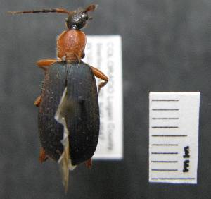  ( - NEONTcarabid1496)  @13 [ ] Copyright (2010) Blevins, KK and Travers, PD National Ecological Observatory Network (NEON) http://www.neoninc.org/content/copyright