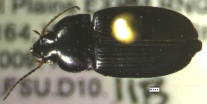  ( - NEONTcarabid304)  @11 [ ] Copyright (2010) Blevins, KK and Travers, PD National Ecological Observatory Network (NEON) http://www.neoninc.org/content/copyright