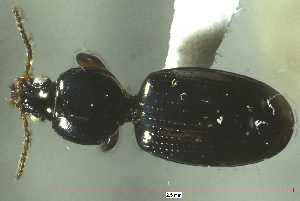  ( - NEONTcarabid309)  @12 [ ] Copyright (2010) Blevins, KK and Travers, PD National Ecological Observatory Network (NEON) http://www.neoninc.org/content/copyright