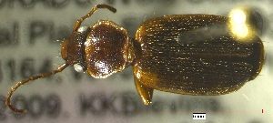  ( - NEONTcarabid549)  @13 [ ] Copyright (2010) Blevins, KK and Travers, PD National Ecological Observatory Network (NEON) http://www.neoninc.org/content/copyright