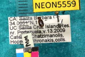  ( - NEONTcarabid5559)  @12 [ ] Copyright (2012) Barton, M National Ecological Observatory Network (NEON) http://www.neoninc.org/content/copyright