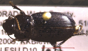  (Harpalus sp. 1 - NEONTcarabid568)  @11 [ ] Copyright (2010) Blevins, KK and Travers, PD National Ecological Observatory Network (NEON) http://www.neoninc.org/content/copyright