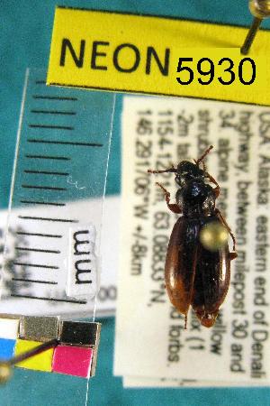  ( - NEONTcarabid5930)  @13 [ ] Copyright (2012) Barton, M National Ecological Observatory Network (NEON) http://www.neoninc.org/content/copyright