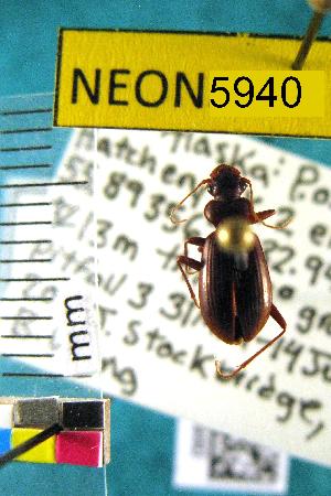  ( - NEONTcarabid5940)  @12 [ ] Copyright (2012) Barton, M National Ecological Observatory Network (NEON) http://www.neoninc.org/content/copyright