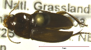  ( - NEONTcarabid597)  @12 [ ] Copyright (2010) Blevins, KK and Travers, PD National Ecological Observatory Network (NEON) http://www.neoninc.org/content/copyright