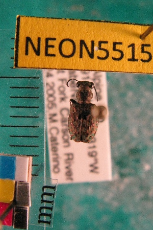  ( - NEONTcarabid5515)  @12 [ ] Copyright (2012) Barton, M National Ecological Observatory Network (NEON) http://www.neoninc.org/content/copyright