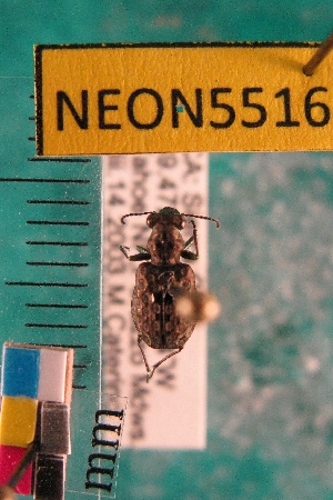  ( - NEONTcarabid5516)  @11 [ ] Copyright (2012) Barton, M National Ecological Observatory Network (NEON) http://www.neoninc.org/content/copyright