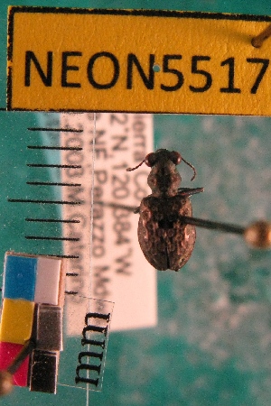  ( - NEONTcarabid5517)  @12 [ ] Copyright (2012) Barton, M National Ecological Observatory Network (NEON) http://www.neoninc.org/content/copyright