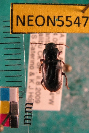  ( - NEONTcarabid5547)  @12 [ ] Copyright (2012) Barton, M National Ecological Observatory Network (NEON) http://www.neoninc.org/content/copyright
