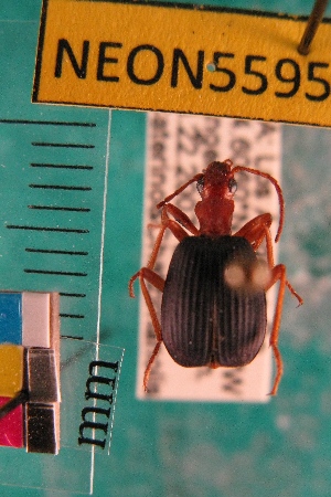  ( - NEONTcarabid5595)  @13 [ ] Copyright (2012) Barton, M National Ecological Observatory Network (NEON) http://www.neoninc.org/content/copyright