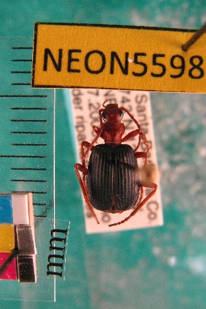  ( - NEONTcarabid5598)  @12 [ ] Copyright (2012) Barton, M National Ecological Observatory Network (NEON) http://www.neoninc.org/content/copyright