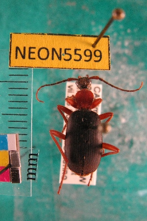  ( - NEONTcarabid5599)  @13 [ ] Copyright (2012) Barton, M National Ecological Observatory Network (NEON) http://www.neoninc.org/content/copyright