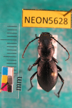  ( - NEONTcarabid5628)  @12 [ ] Copyright (2012) Barton, M National Ecological Observatory Network (NEON) http://www.neoninc.org/content/copyright