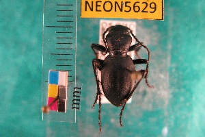  ( - NEONTcarabid5629)  @13 [ ] Copyright (2012) Barton, M National Ecological Observatory Network (NEON) http://www.neoninc.org/content/copyright