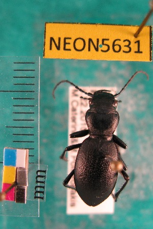  ( - NEONTcarabid5631)  @11 [ ] Copyright (2012) Barton, M National Ecological Observatory Network (NEON) http://www.neoninc.org/content/copyright
