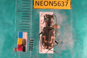  ( - NEONTcarabid5637)  @12 [ ] Copyright (2012) Barton, M National Ecological Observatory Network (NEON) http://www.neoninc.org/content/copyright