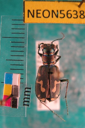  (Cicindela senilis - NEONTcarabid5638)  @13 [ ] Copyright (2012) Barton, M National Ecological Observatory Network (NEON) http://www.neoninc.org/content/copyright
