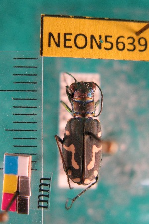  ( - NEONTcarabid5639)  @12 [ ] Copyright (2012) Barton, M National Ecological Observatory Network (NEON) http://www.neoninc.org/content/copyright