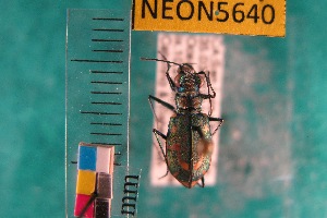  ( - NEONTcarabid5640)  @11 [ ] Copyright (2012) Barton, M National Ecological Observatory Network (NEON) http://www.neoninc.org/content/copyright
