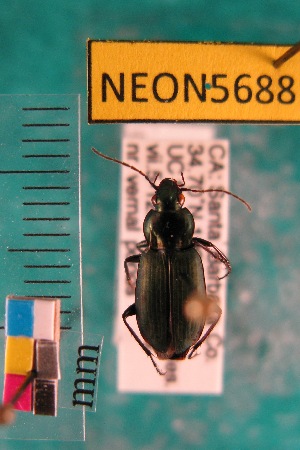  ( - NEONTcarabid5688)  @11 [ ] Copyright (2012) Barton, M National Ecological Observatory Network (NEON) http://www.neoninc.org/content/copyright