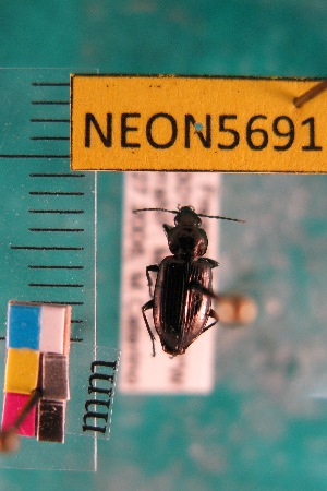  ( - NEONTcarabid5691)  @13 [ ] Copyright (2012) Barton, M National Ecological Observatory Network (NEON) http://www.neoninc.org/content/copyright