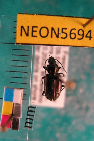  ( - NEONTcarabid5694)  @12 [ ] Copyright (2012) Barton, M National Ecological Observatory Network (NEON) http://www.neoninc.org/content/copyright